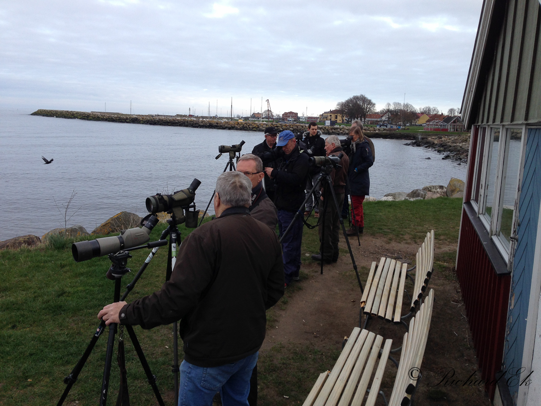 Ring-billed Gull - Twitchers