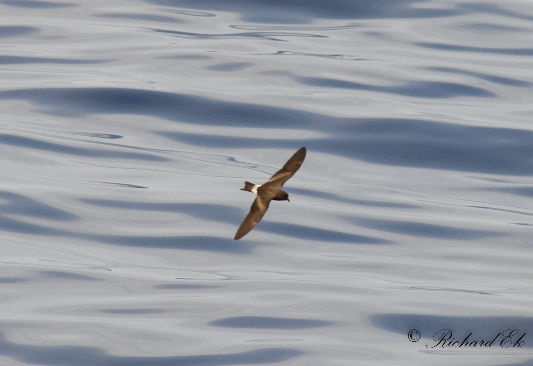 Monteiros Storm-petrel (Oceanodroma monteiroi)?