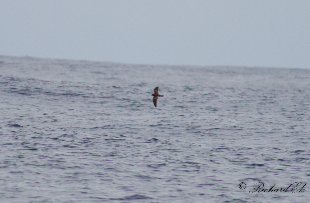 Swinhoes stormsvala - Swinhoes storm petrel (Oceanodroma monorhis)