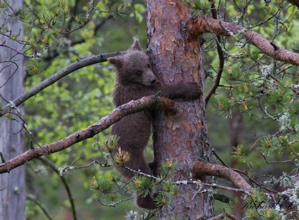 Brunbjrn - Brown Bear (Ursus arctos)