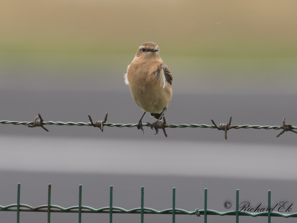 Stenskvtta - Greenland Wheatear (Oenanthe oenanthe leucorhoa)