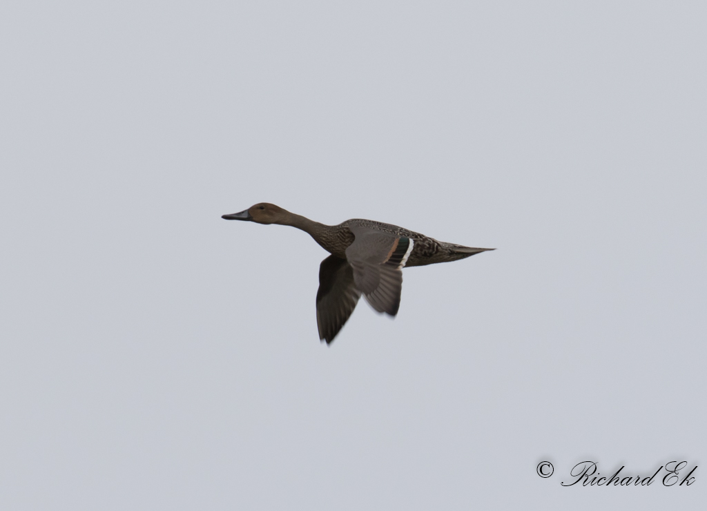 Stjrtand - Northern Pintail (Anas acuta)