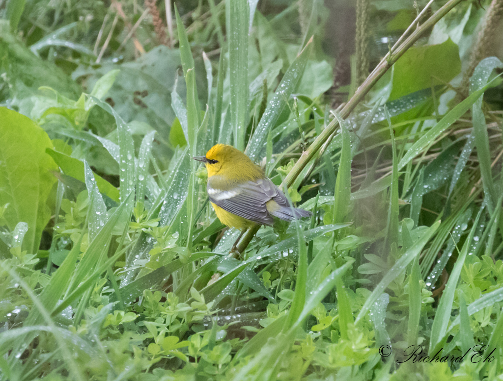 Blvingad skogssngare - Blue-winged Warbler (Vermivora pinus)