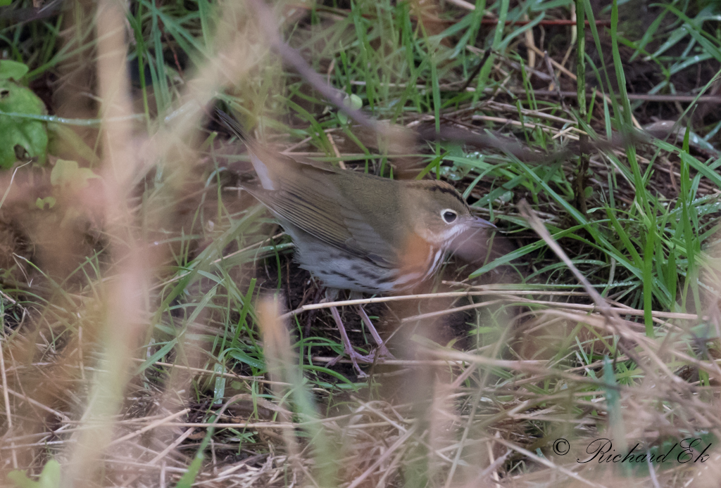 Rdkronad piplrksngare - Ovenbird (Seiurus aurocapilla)