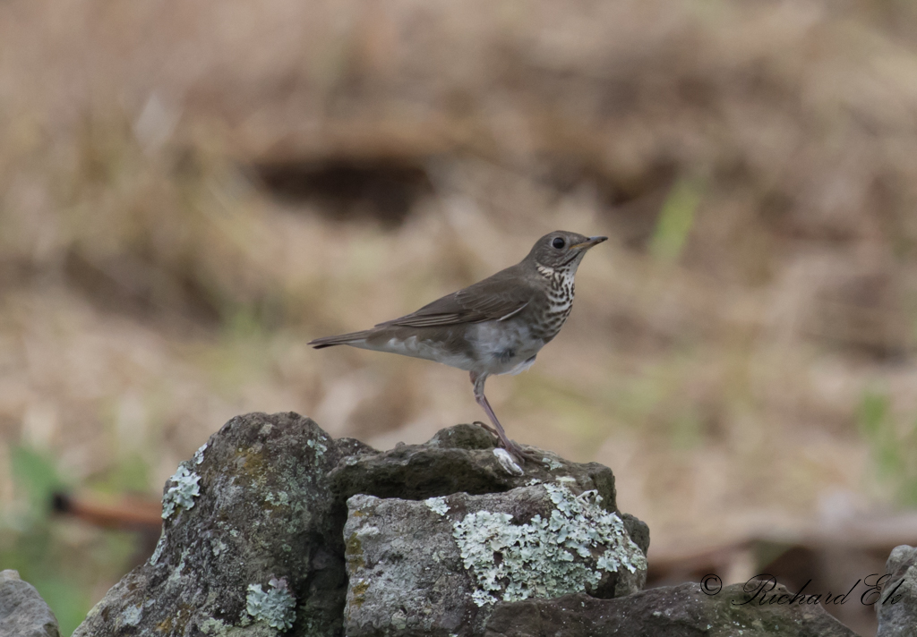 Grkindad skogstrast - Grey-Cheeked Thrush (Catharus minimus)