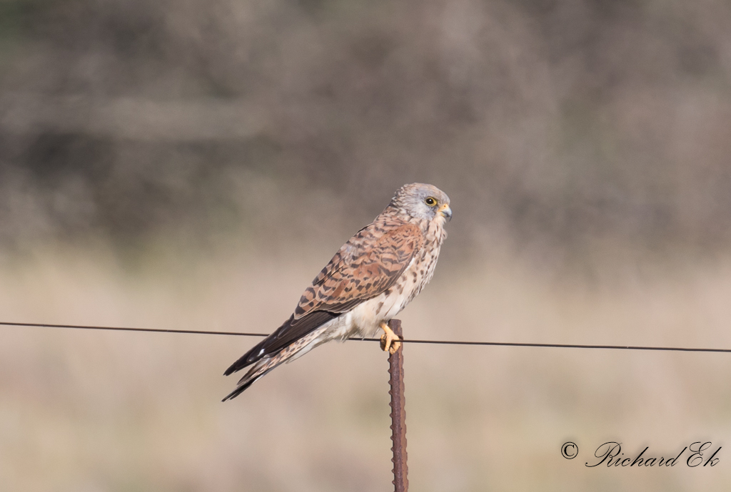 Klippfalk - Rock Falcon (Falco rupicolus)