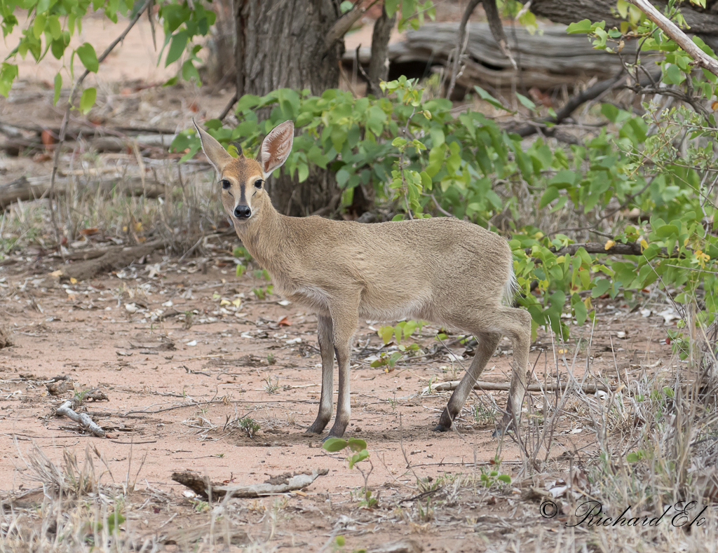 Grdykare - Common Duiker (Sylvicapra grimmia)