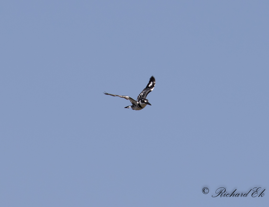 Grfiskare - Pied Kingfisher (Ceryle rudis)