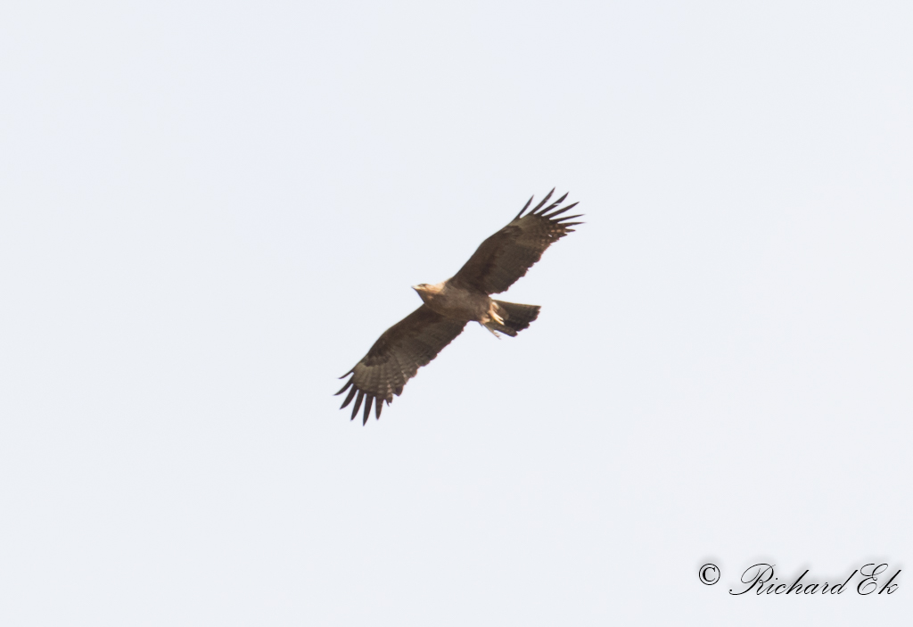 Savannrn - Tawny Eagle (Aquila rapax)?