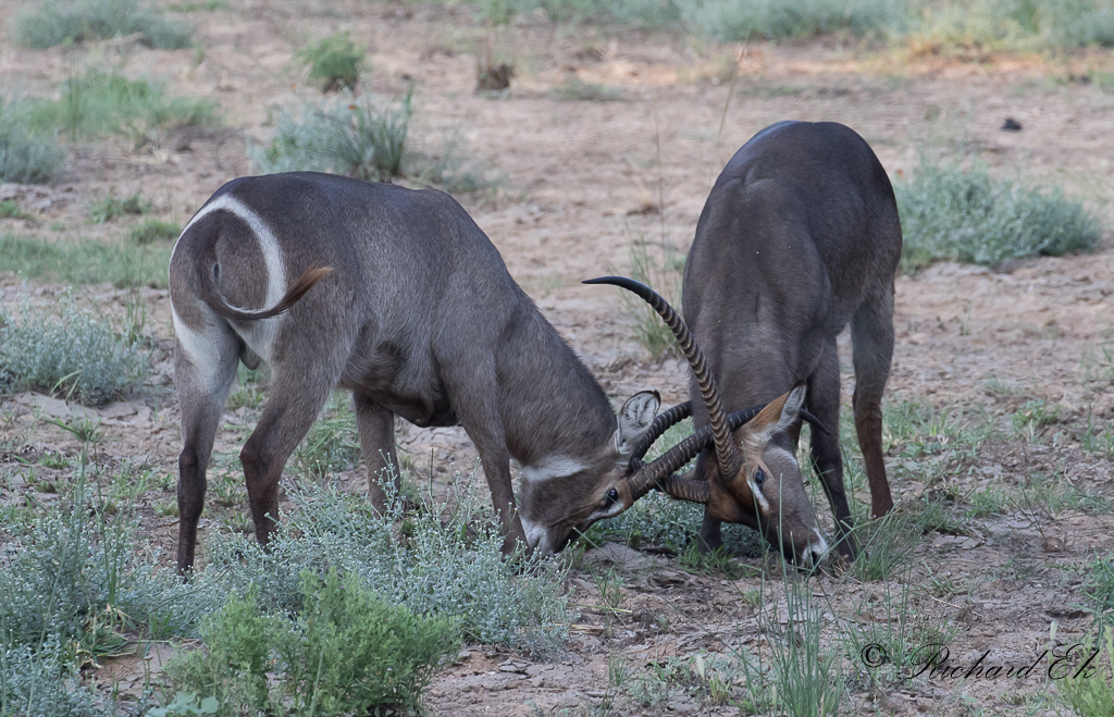 Vattenbock - Common Waterbuck (Kobus ellipsiprymnus)