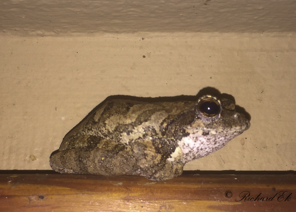 Foam Nest Frog (Chiromantis xerampelina)