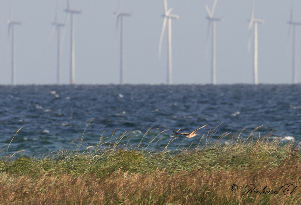 Stpphk - Pallid Harrier (Circus macrourus)