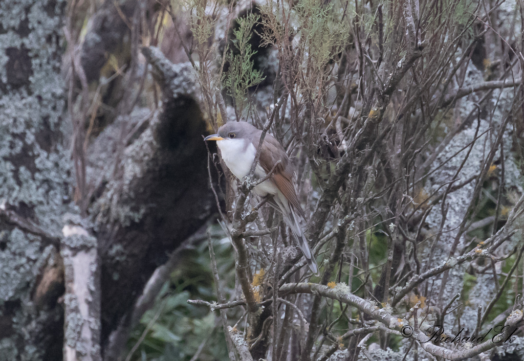 Gulnbbad regngk - Yellow-billed Cuckoo (Coccyzus americanus)
