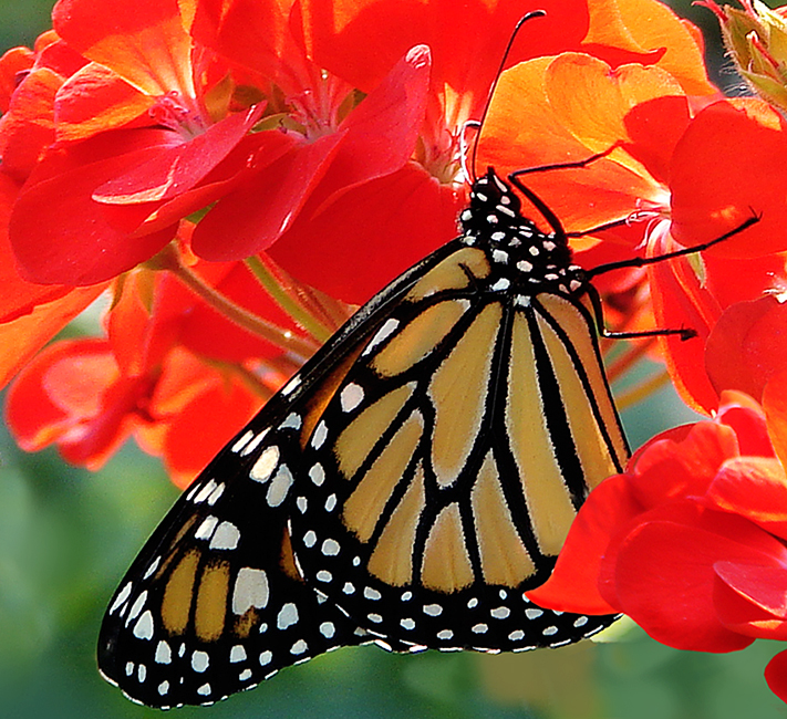 A Monarch in the Garden