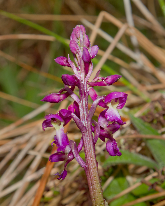 Week 19 - Early Purple Orchid - Orchis mascula.jpg