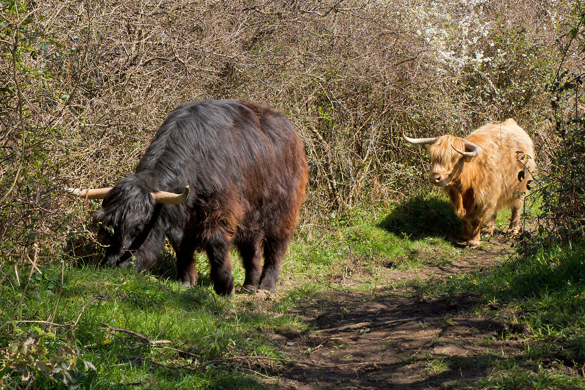 Week 14 - Coastal Path Cattle.jpg