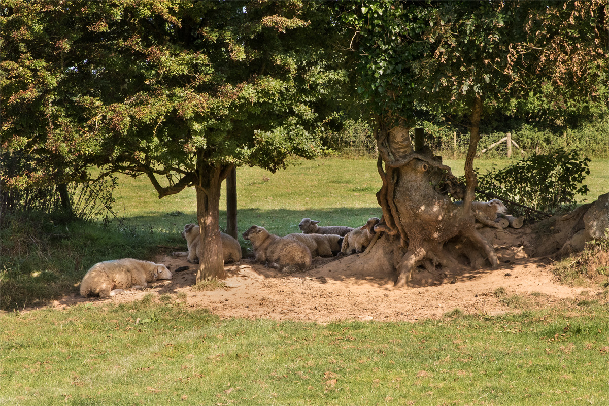 Week 35 - Keeping Cool.jpg