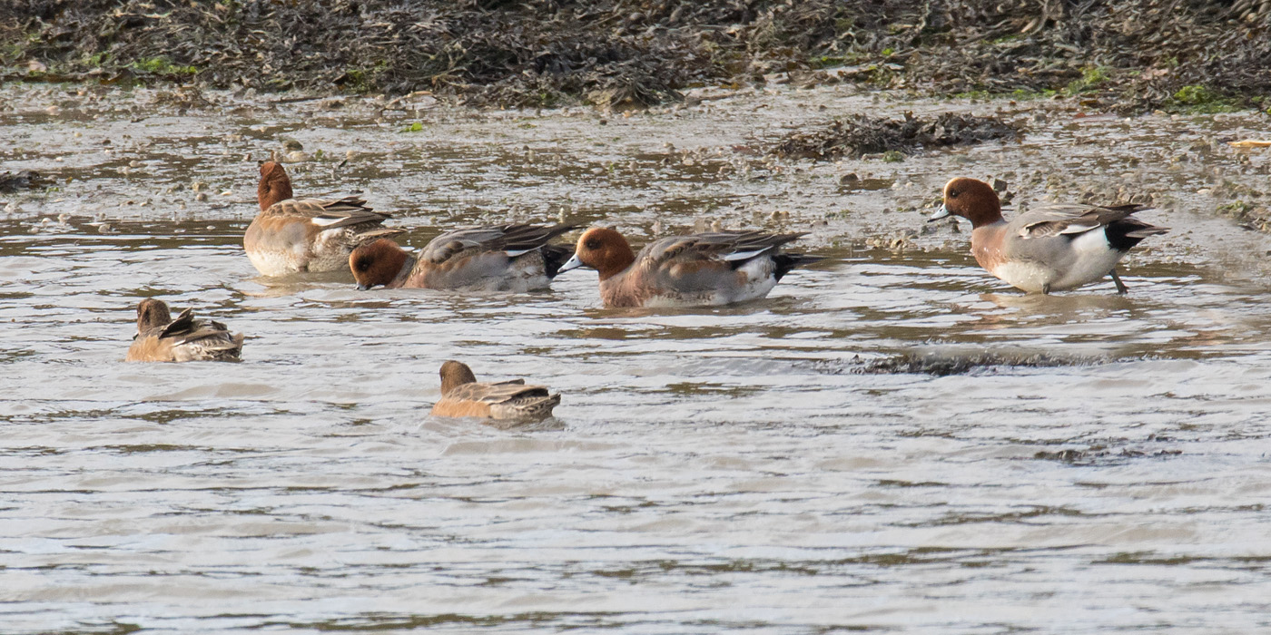 Week 50 - Wigeon.jpg