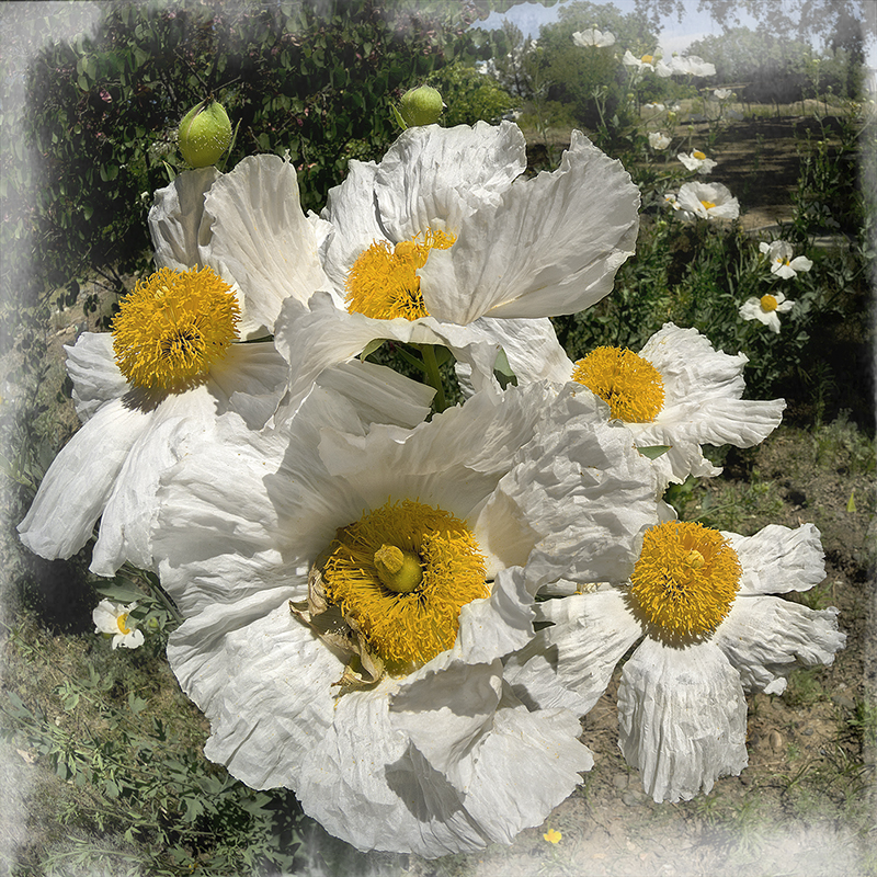 Pixlr-grams