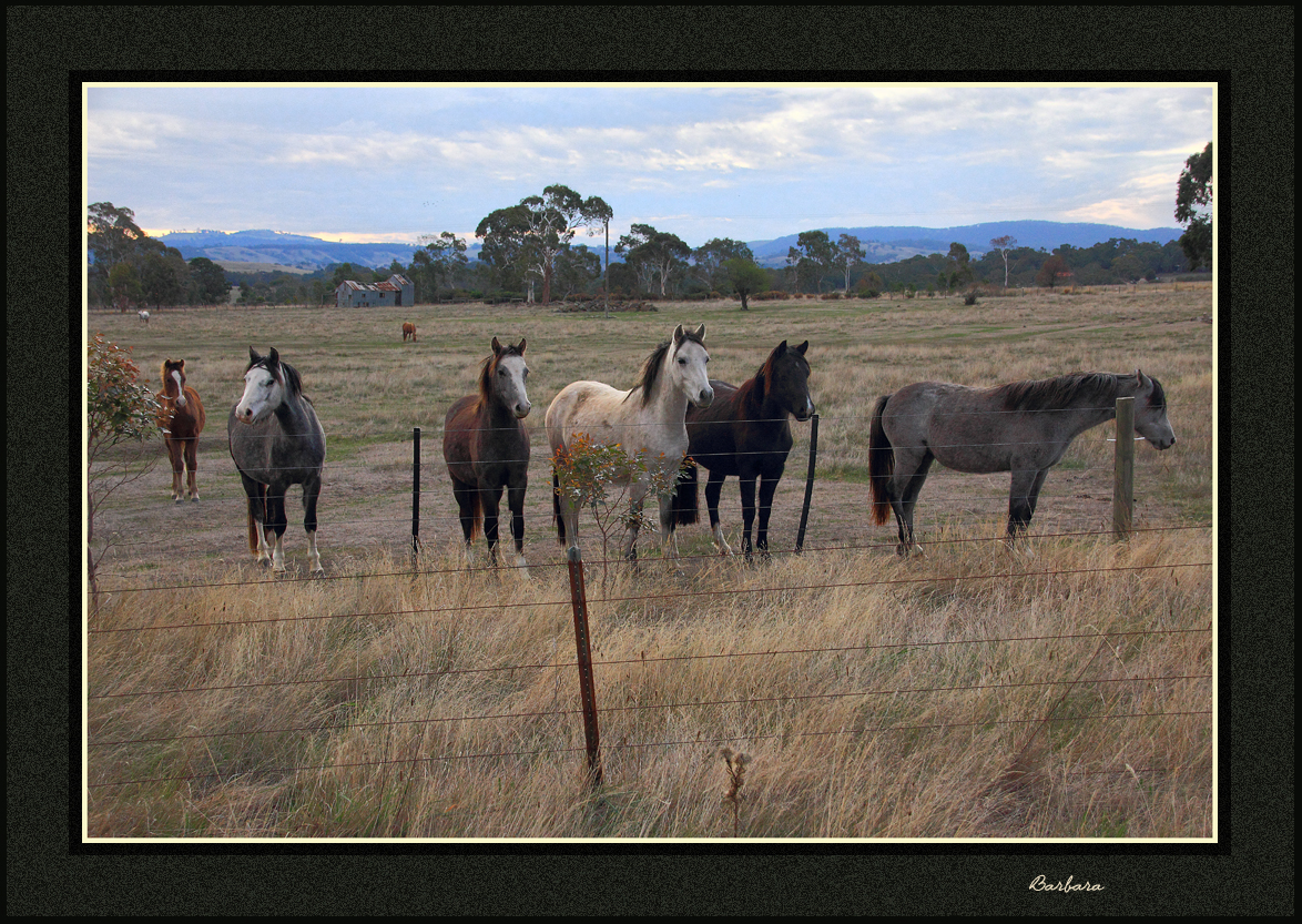 Inquisitive horses