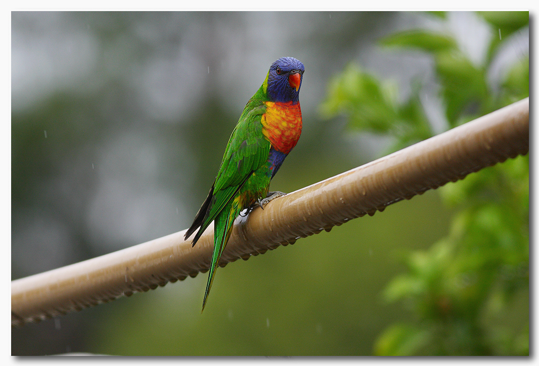  Rainbow Lorikeet in the rain