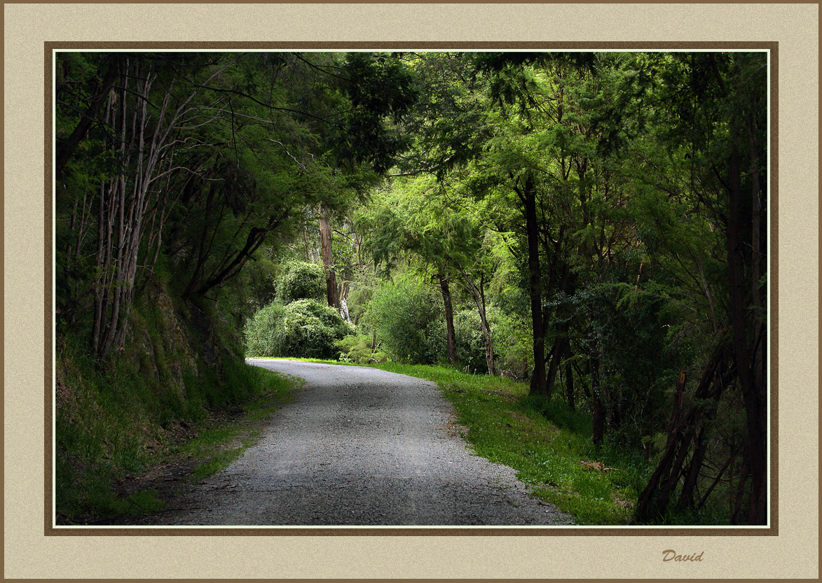 Through the forest 