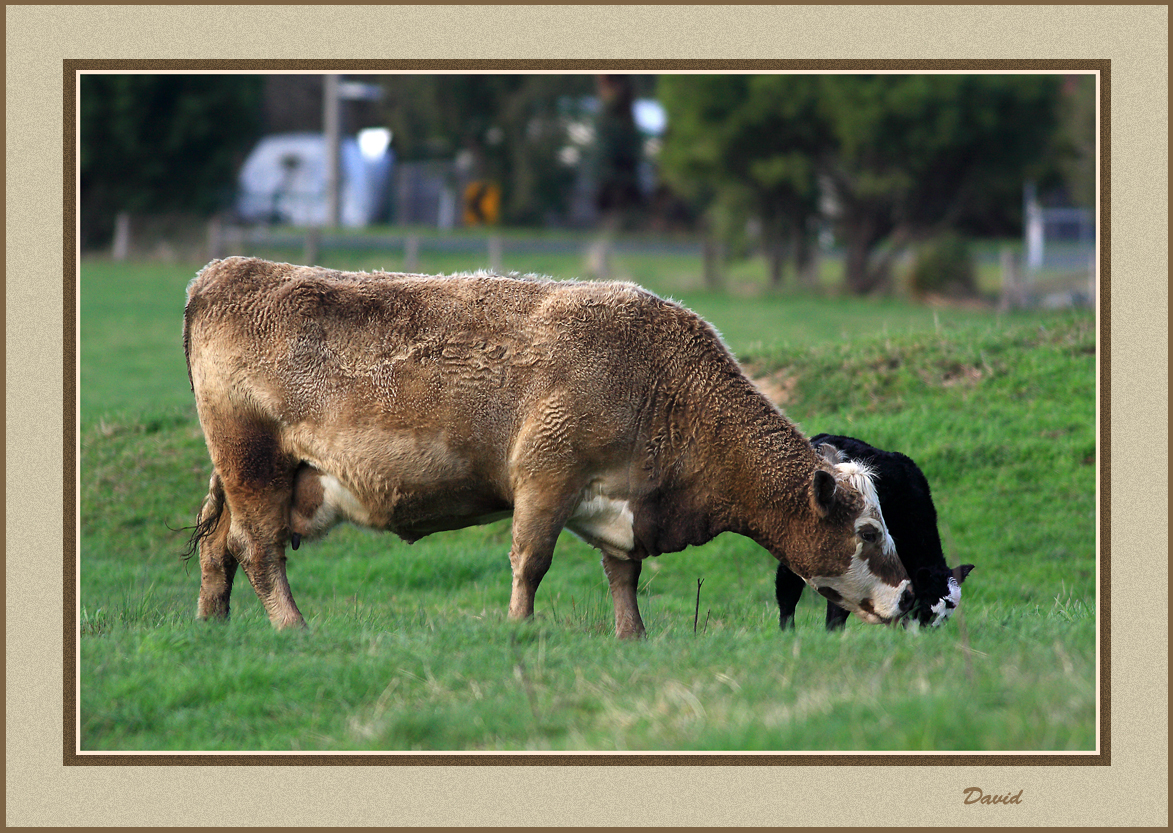 Mother and calf
