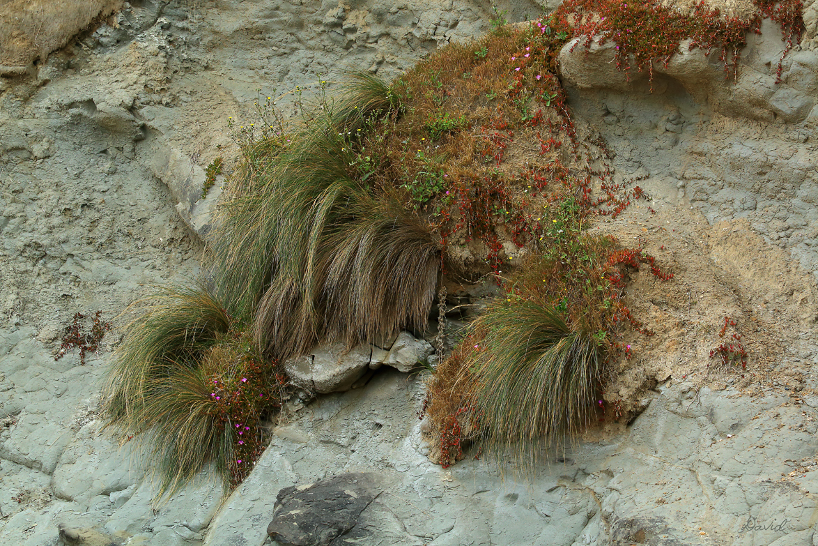 Coastal Cliff Face Flora