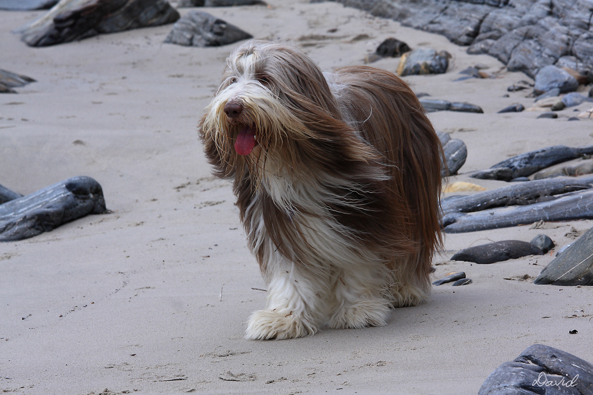 Thumper on the beach at Second Valley