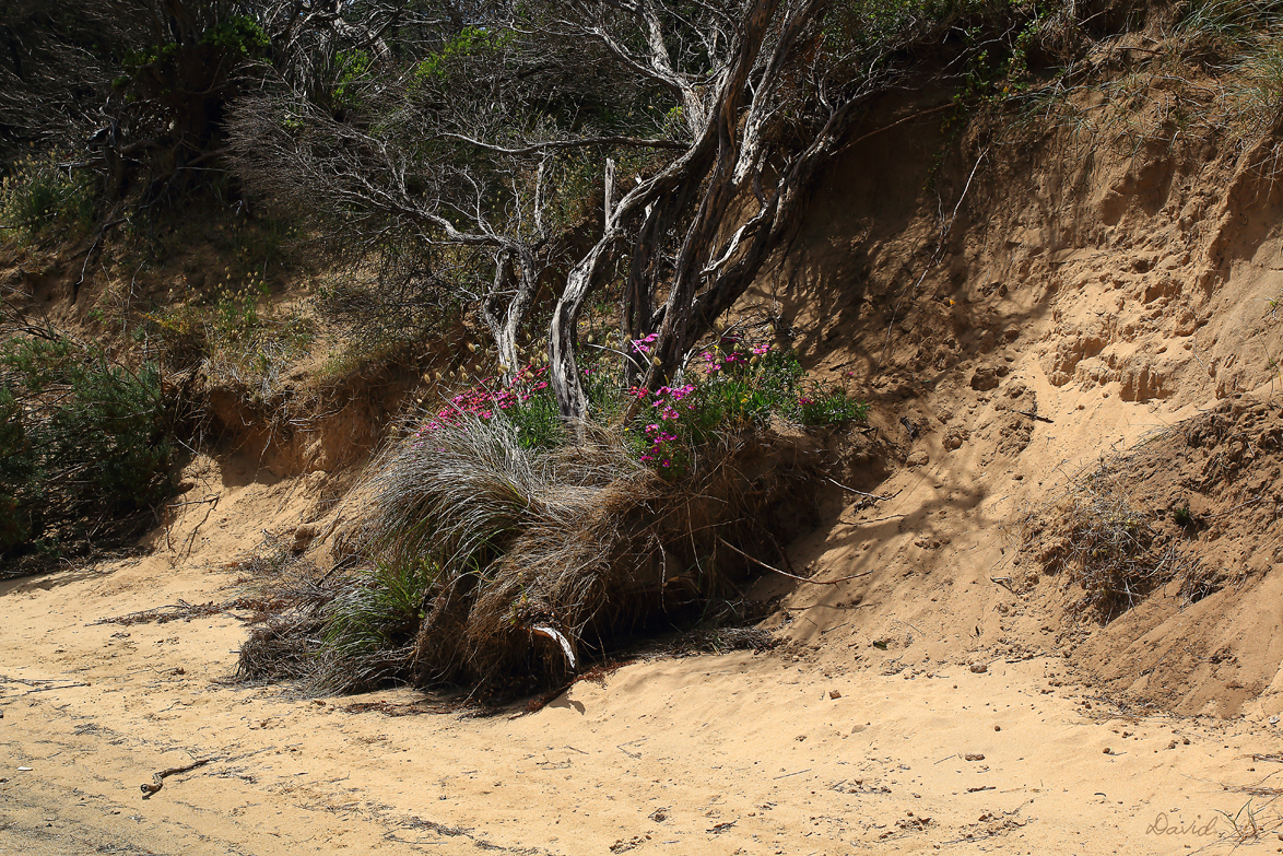 Coastal Flora