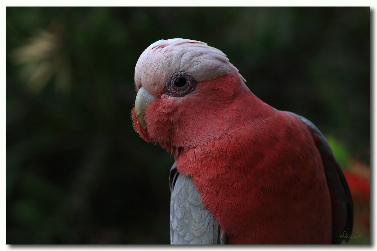 Galah - close up 