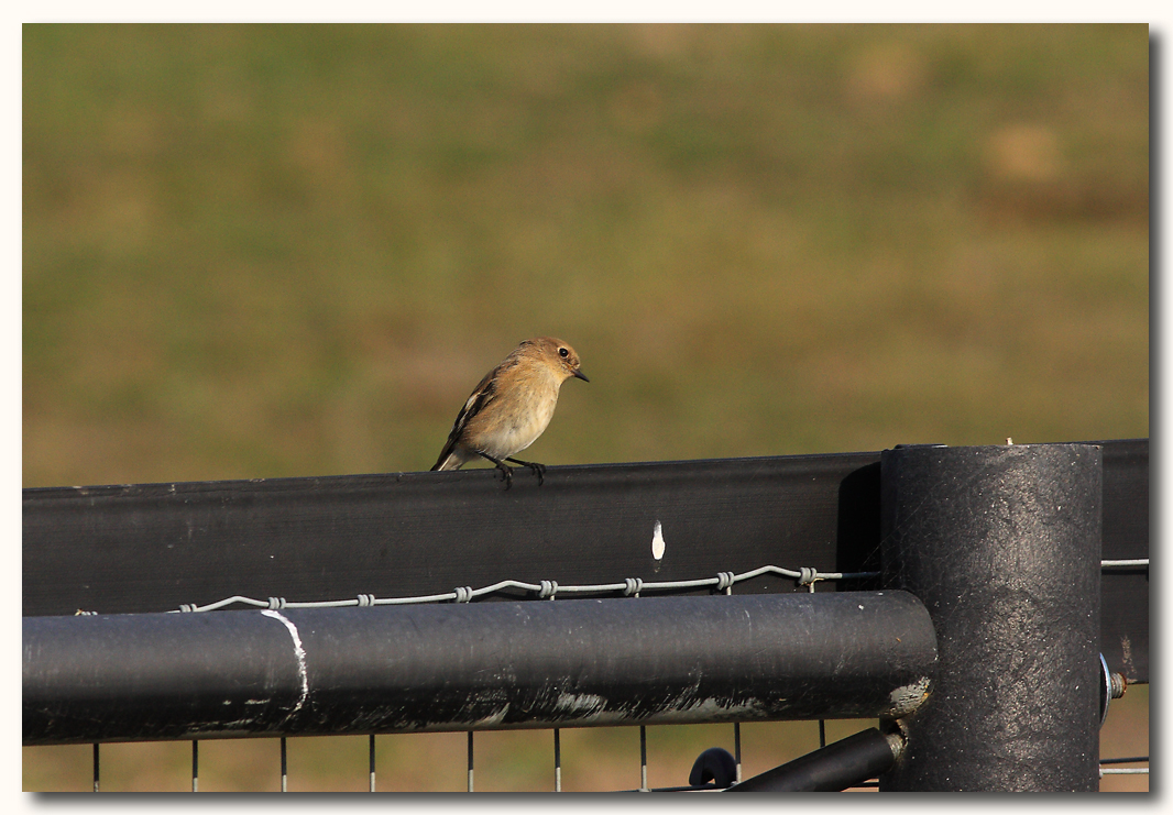 Female Flame Robin 