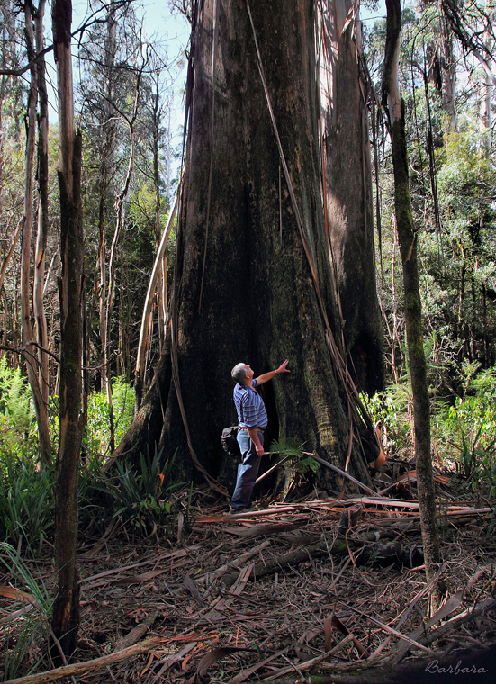 Large Mountain Ash