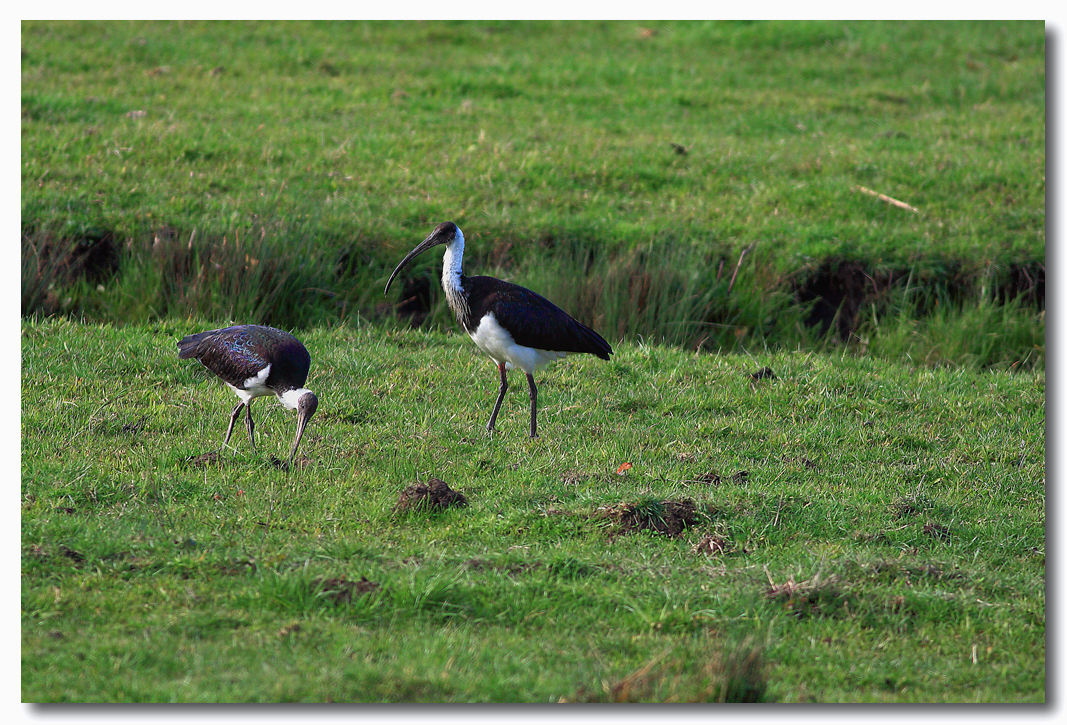 Straw-necked Ibis 