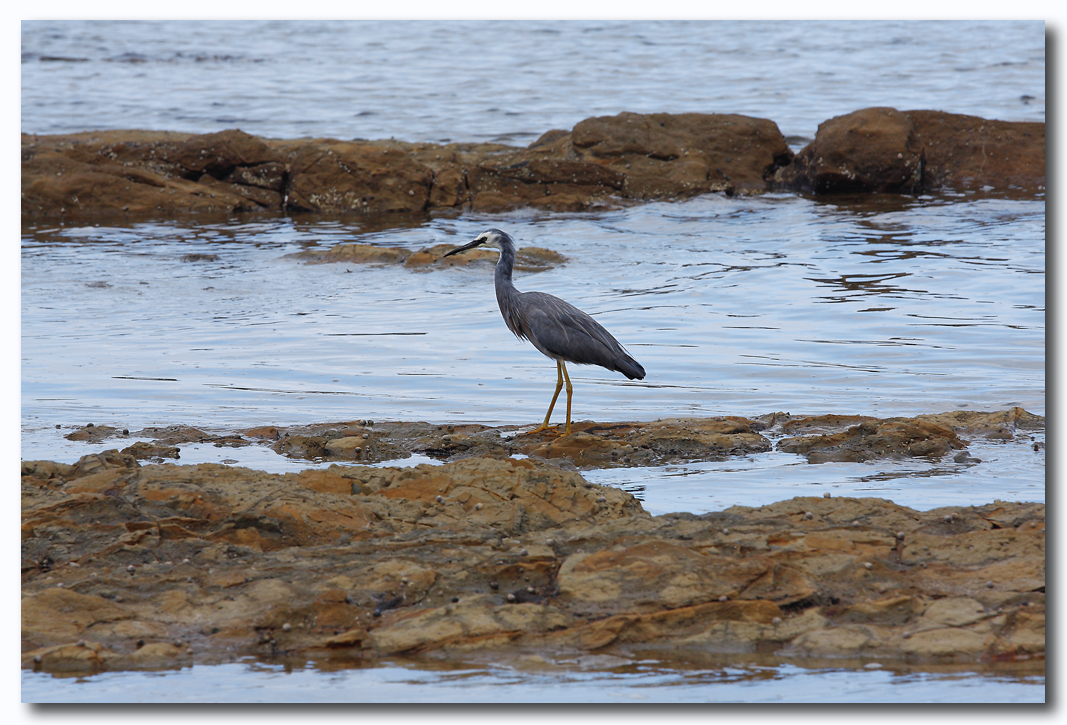 White - faced Heron 