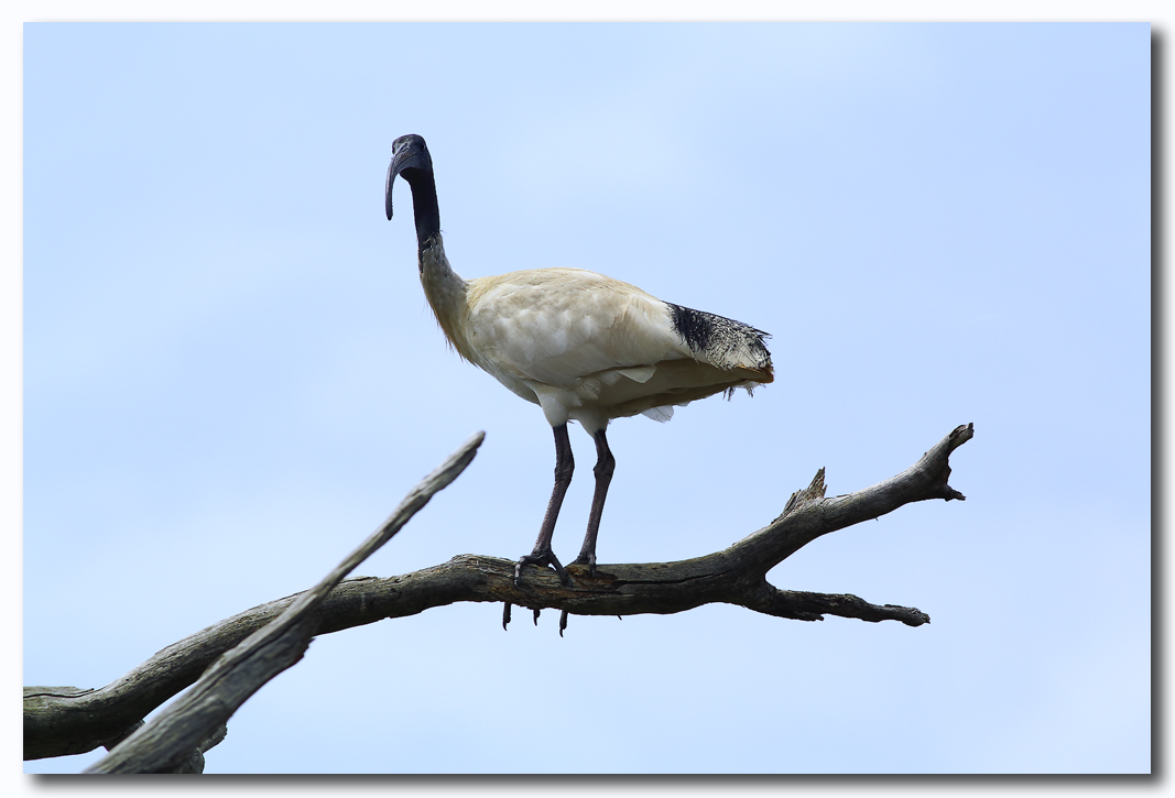 White Ibis 