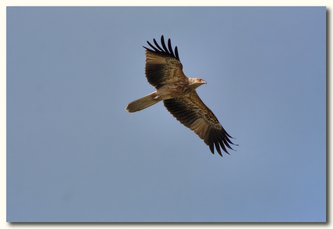 Whistling Kite 