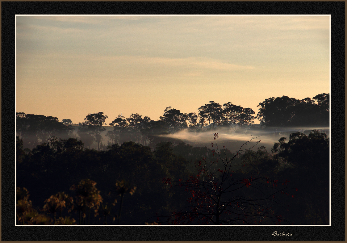 Misty Morning