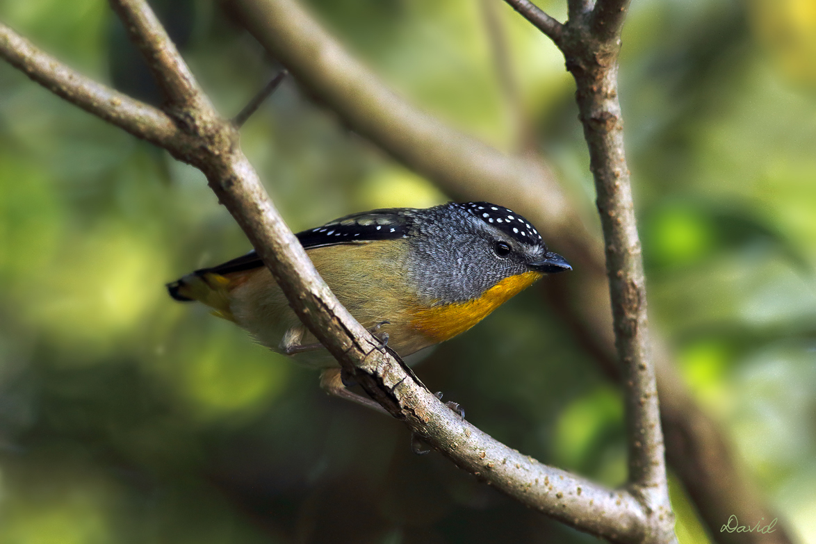  Spotted Pardalote