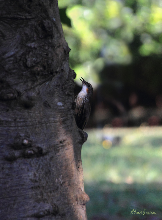 White - throated Treecreeper - female