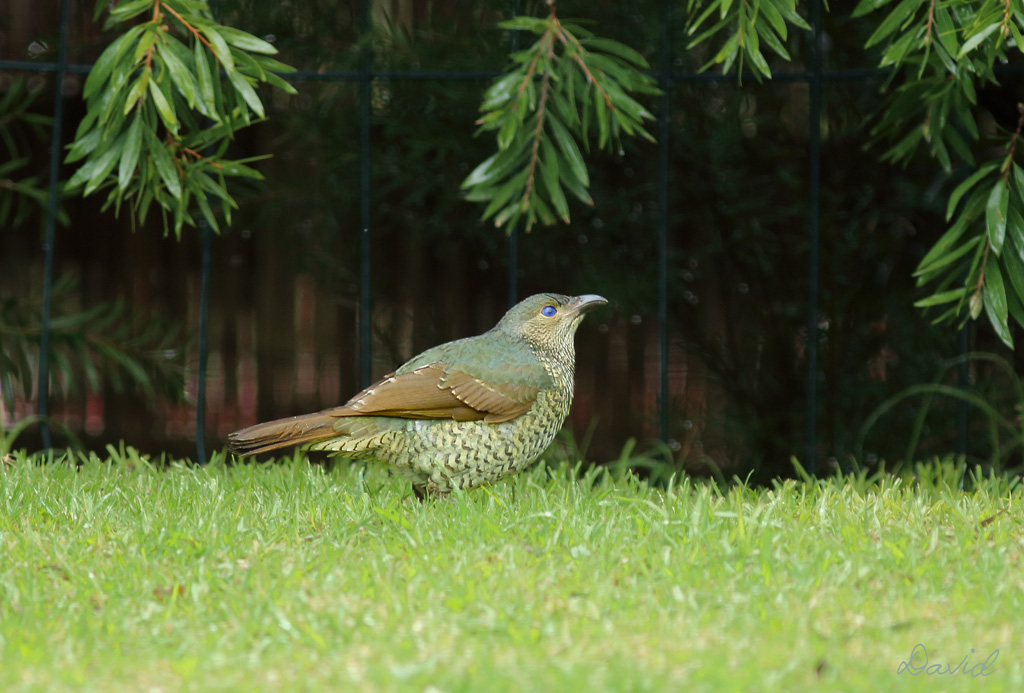 Bower Bird. 