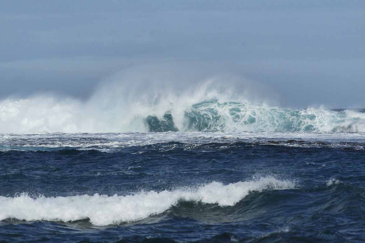 Wild Surf