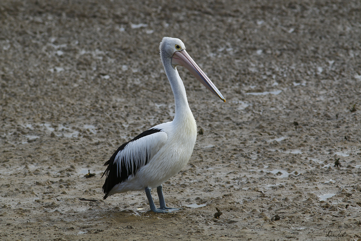 Australian Pelican