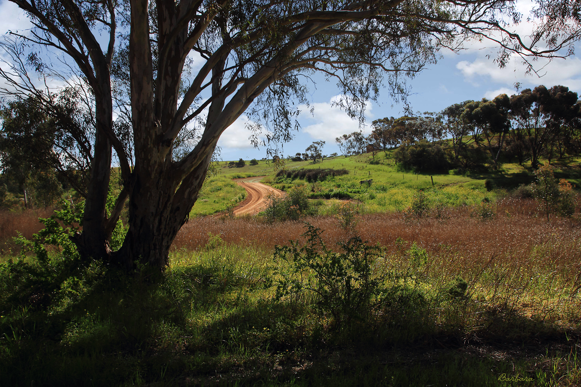 Wasley Road, Light River