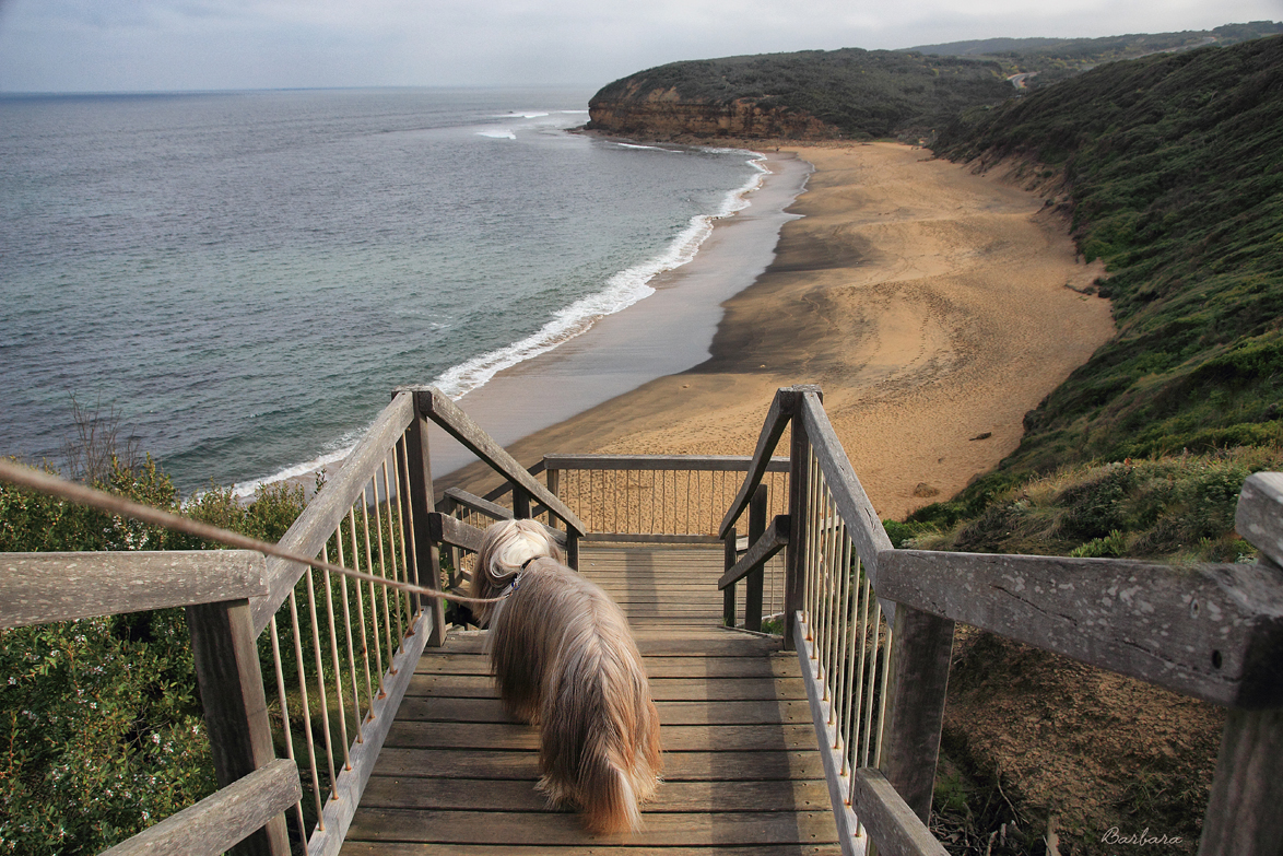 Thumper at Bells Beach