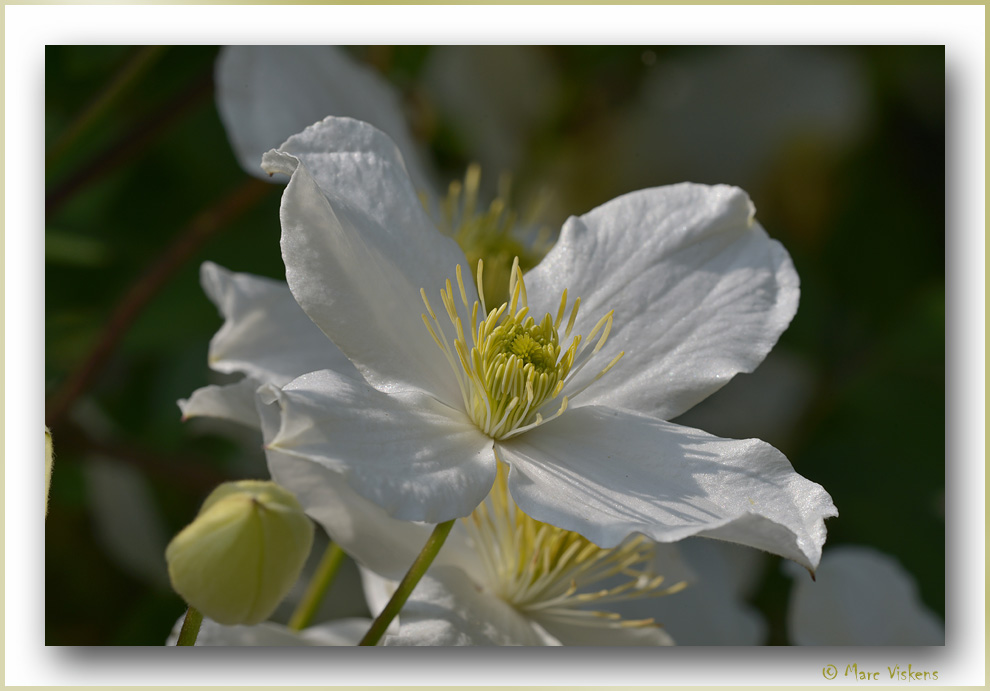 white clematis