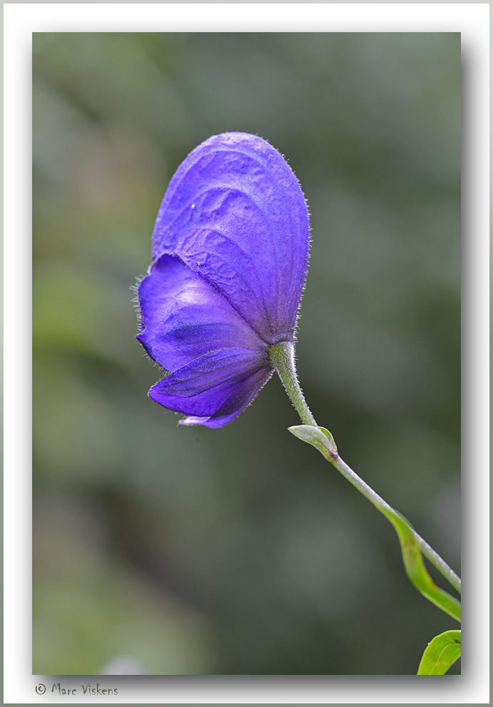 monnikskap  (Aconitum)