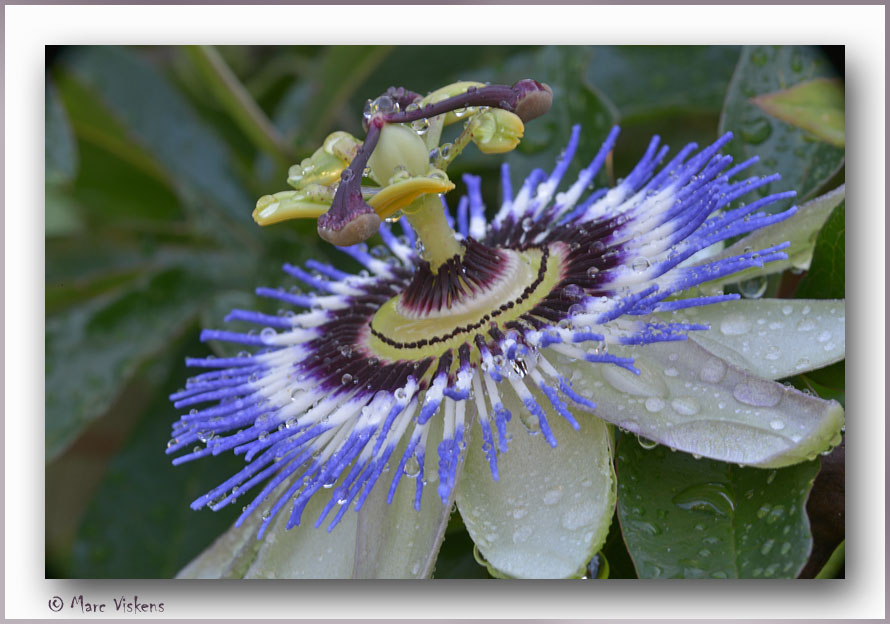 passiflora in the morning