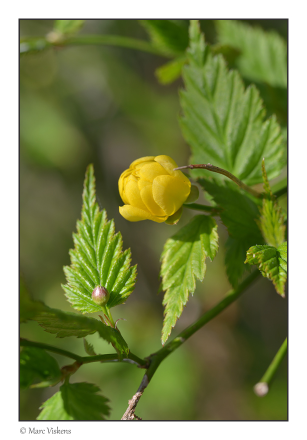 Kerria (Kerria japonica)