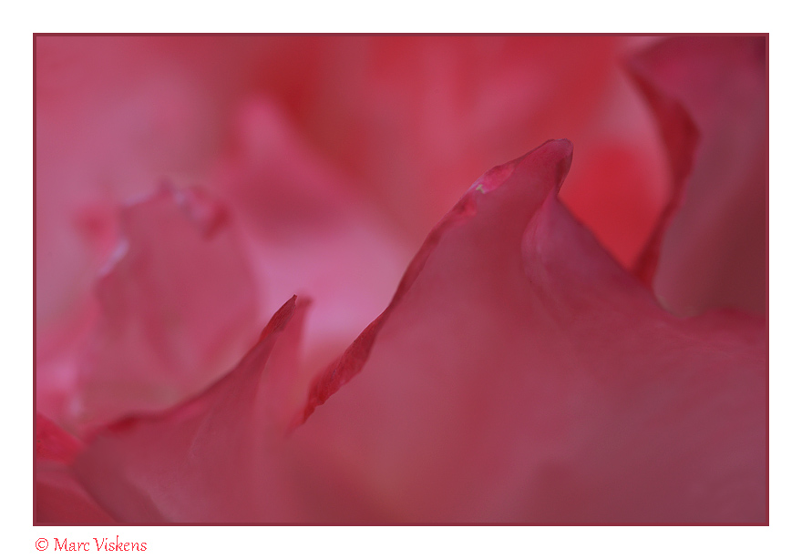 roos petals